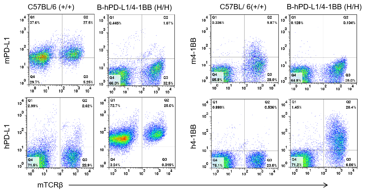 B-hPD-L1/h4-1BB Mice|BioMice｜Biocytogen