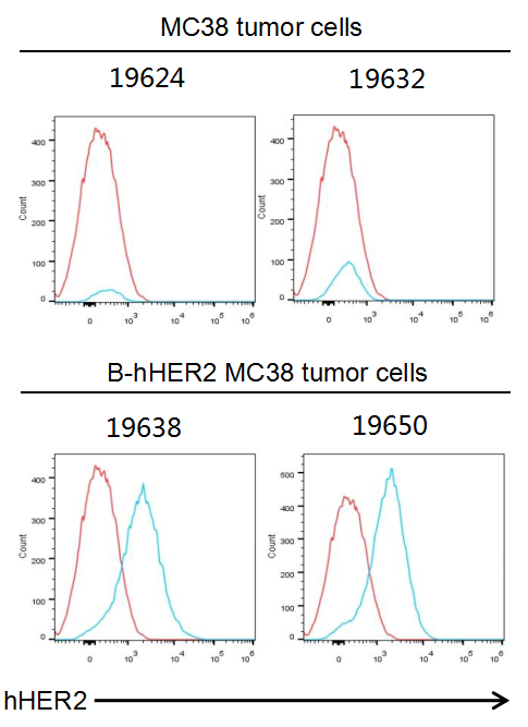 B-hHER2 MC38|BioMice｜Biocytogen