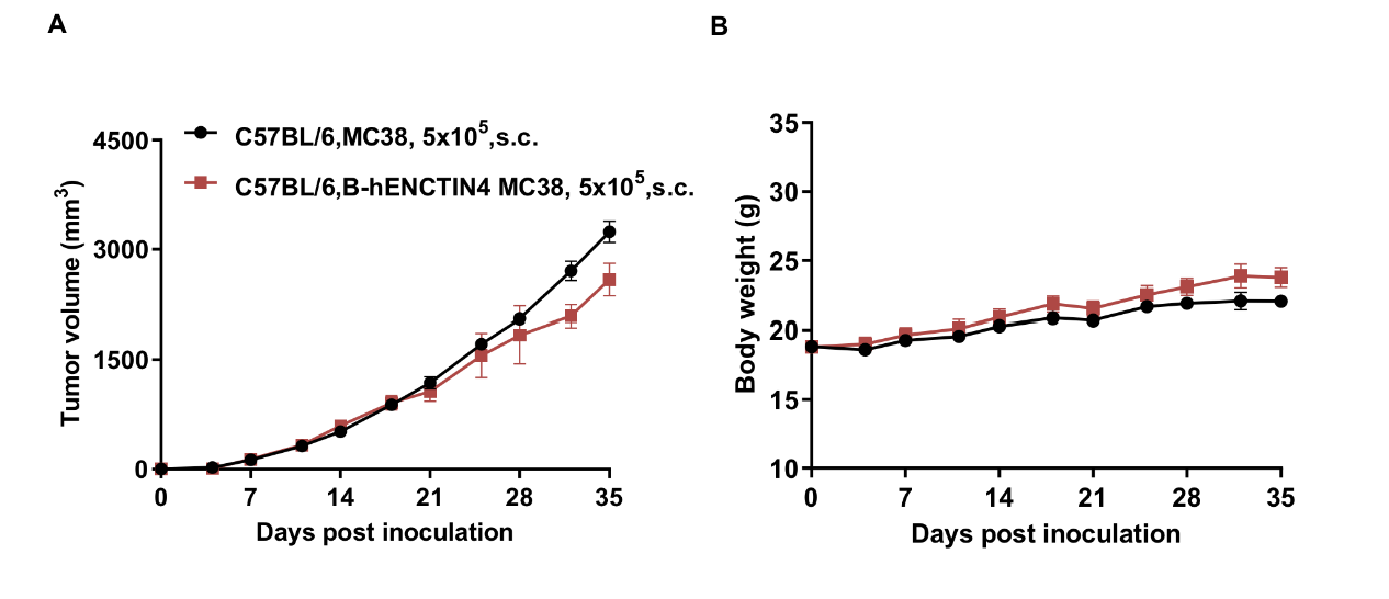 B-hNECTIN4 MC38|百奥赛图官网