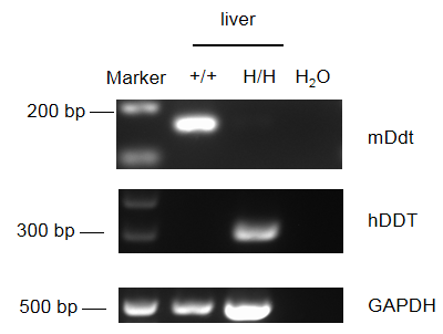 B-hMIF/hDDT Mice_Biocytogen Pharmaceuticals (Beijing) Co., Ltd ...